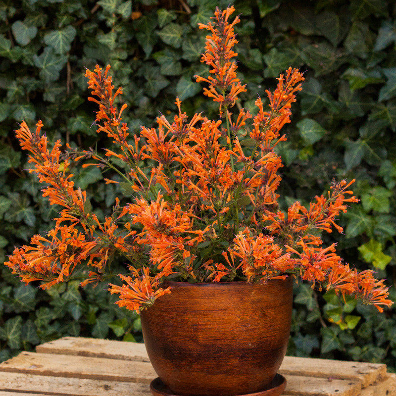 Агастахіс Kudos Mandarin (Vitroflora)