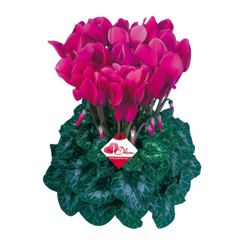 Цикламен Halios HD DHIVA Purple