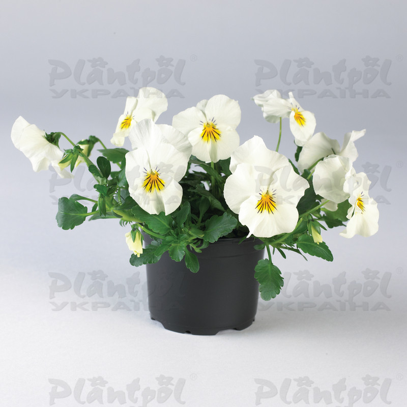 Віола wittrockiana Cool Wave® F1 White (180 палета/Florensis)