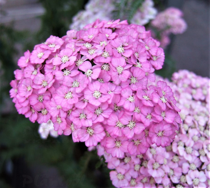 Aхілея Appleblossom