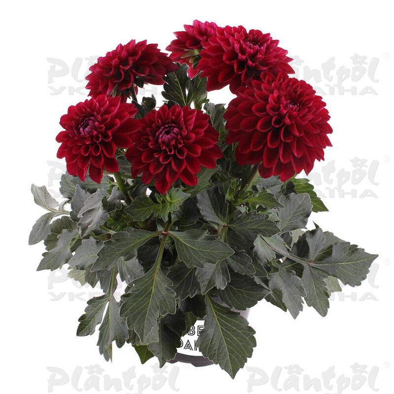 Жоржина Labella Medio Dark Red