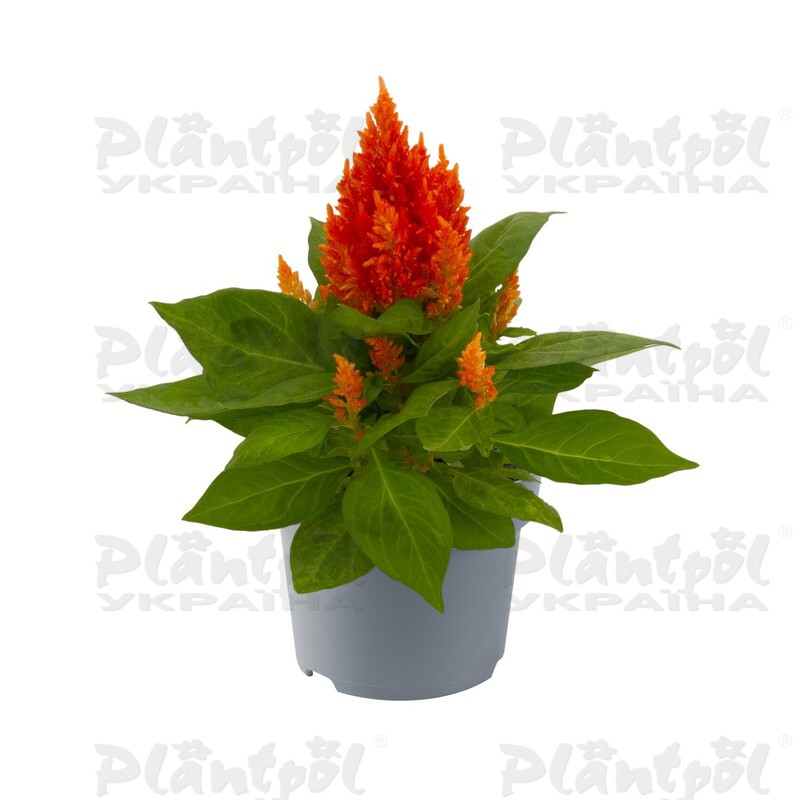 Целозія plumosa Kimono Orange (288 палета/Florensis)