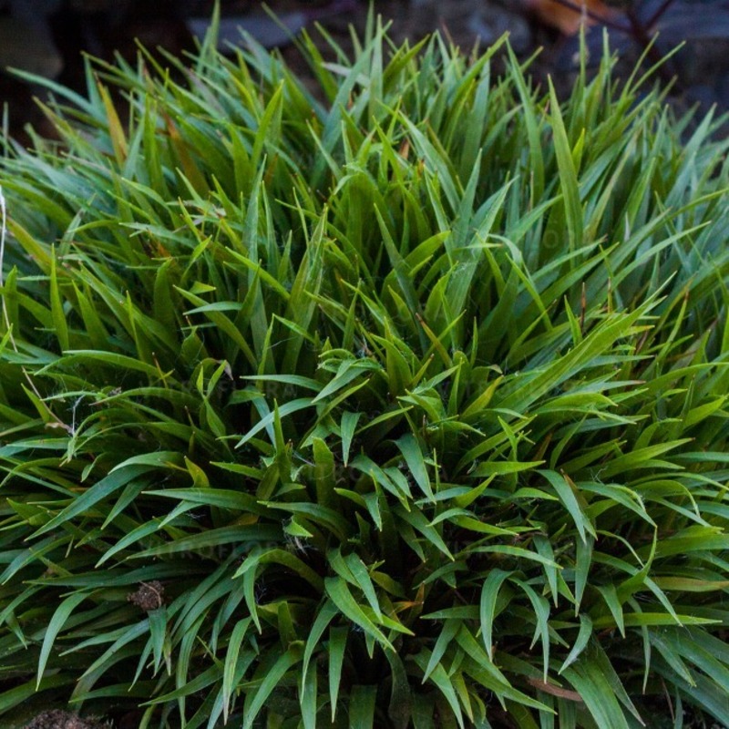 Лузула pilosa Igel (Vitroflora)