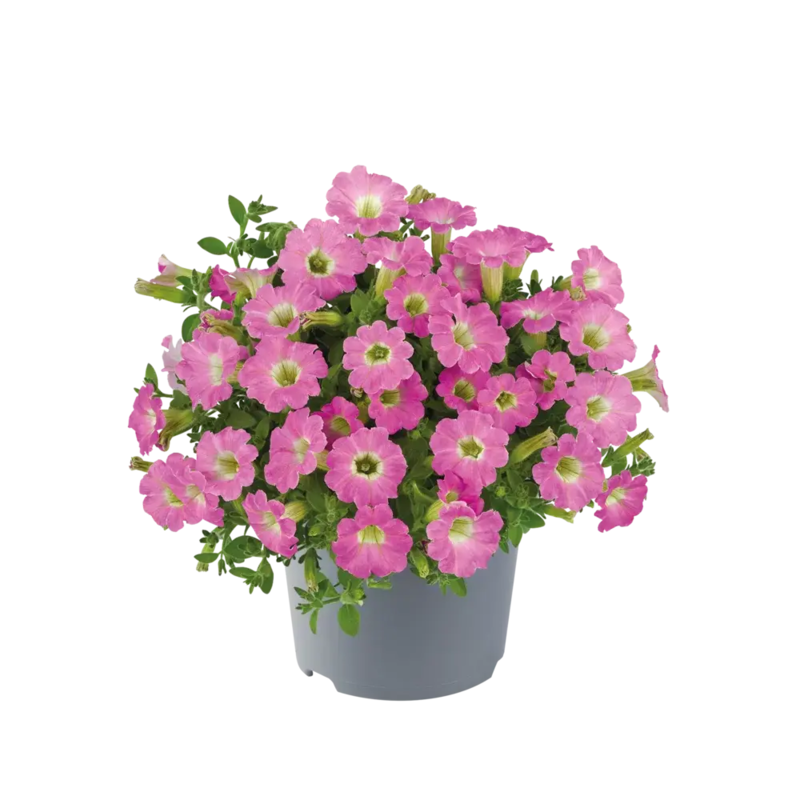 Петунія Vivini Pink