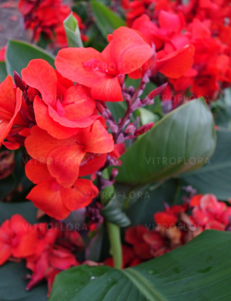 Канна CannaSun Emma (Vitroflora)