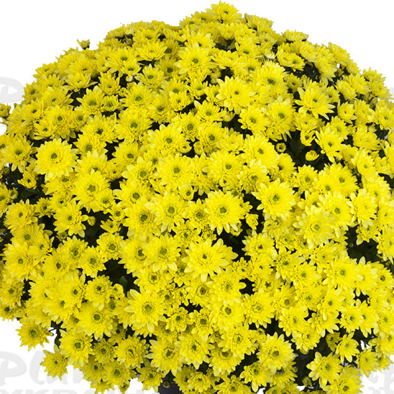 Хризантема дрібноквіткова горшкова Blanchett Yellow