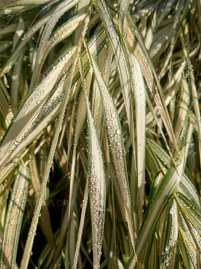 Фаляріс arundinacea Feesey (Vitroflora)