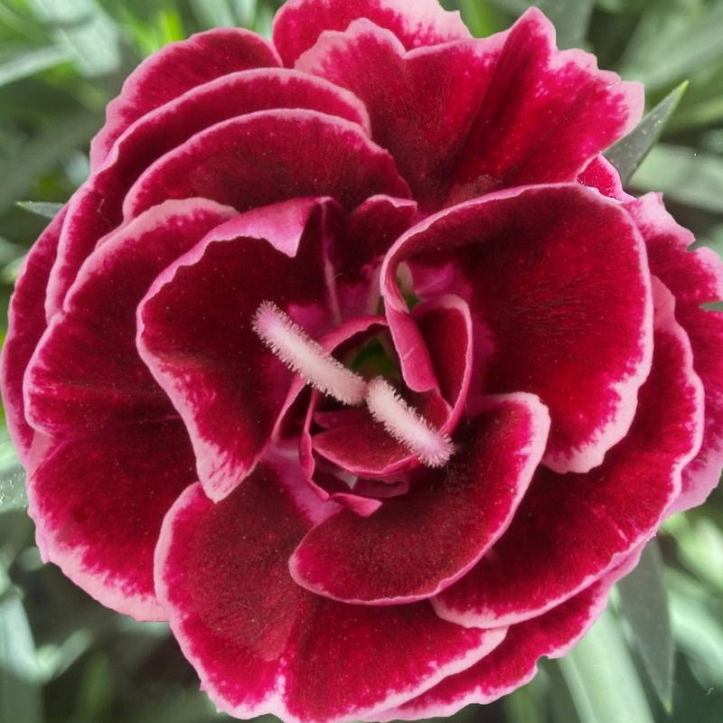 Гвоздика Dinamic Burgundy Bicolor