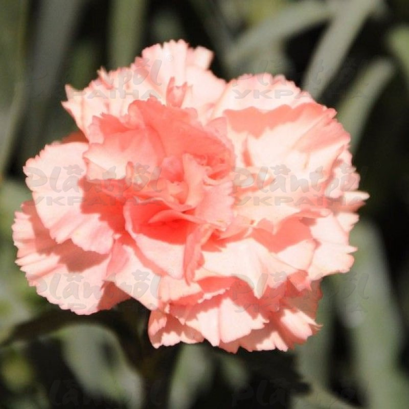 Гвоздика Dinamic Apricot