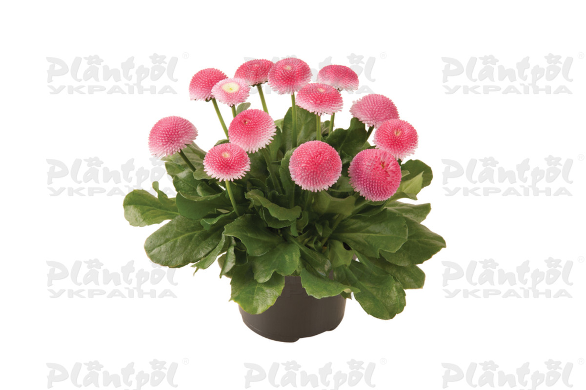 Стокротки bellis perennis Bellissima Rose (288 палета)