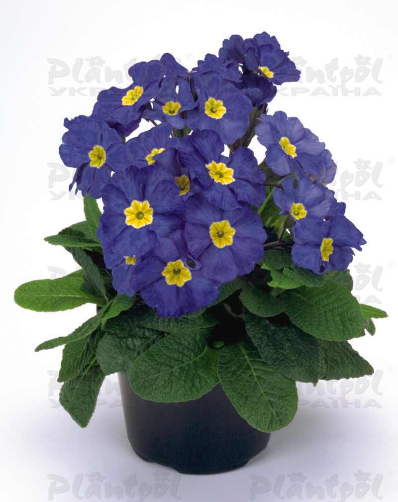 Примула elatior Crescendo F1 Blue Shades