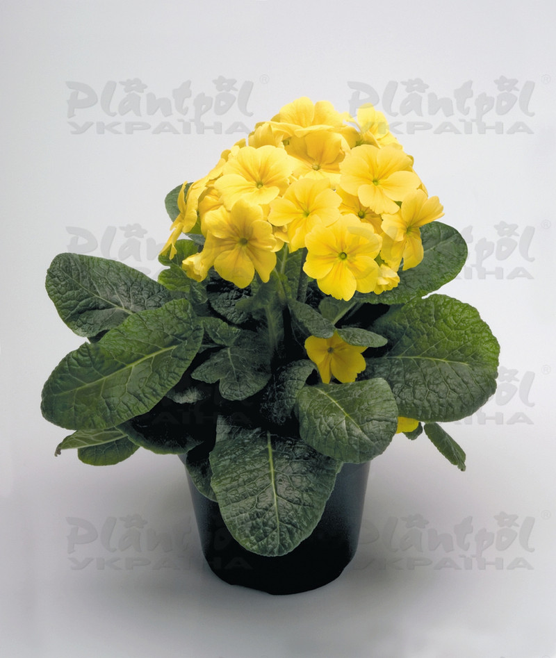 Примула elatior Crescendo F1 Yellow
