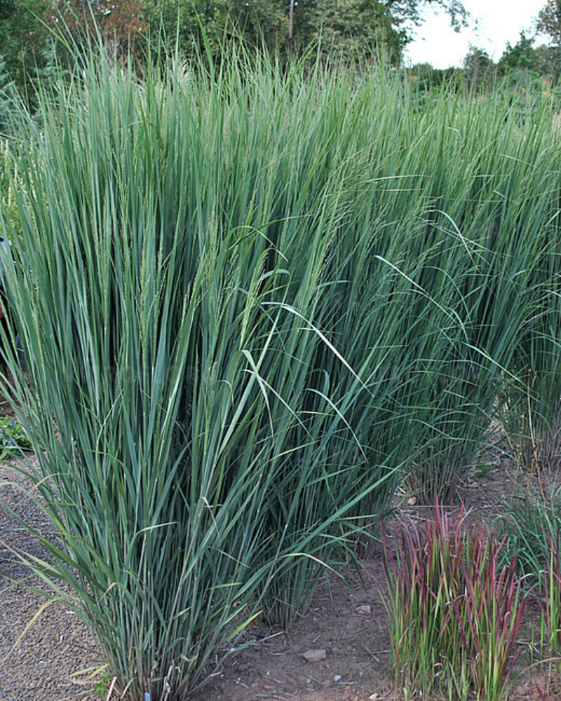 Панікум virgatum Northwind (Vitroflora)