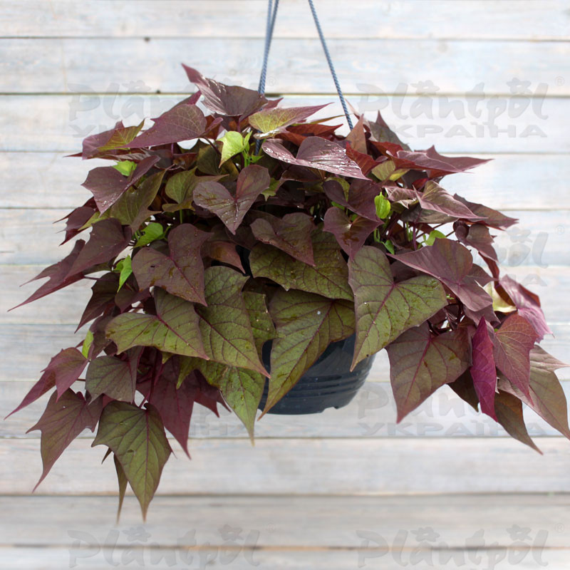 Іпомея batatas Bright Ideas Rusty Red