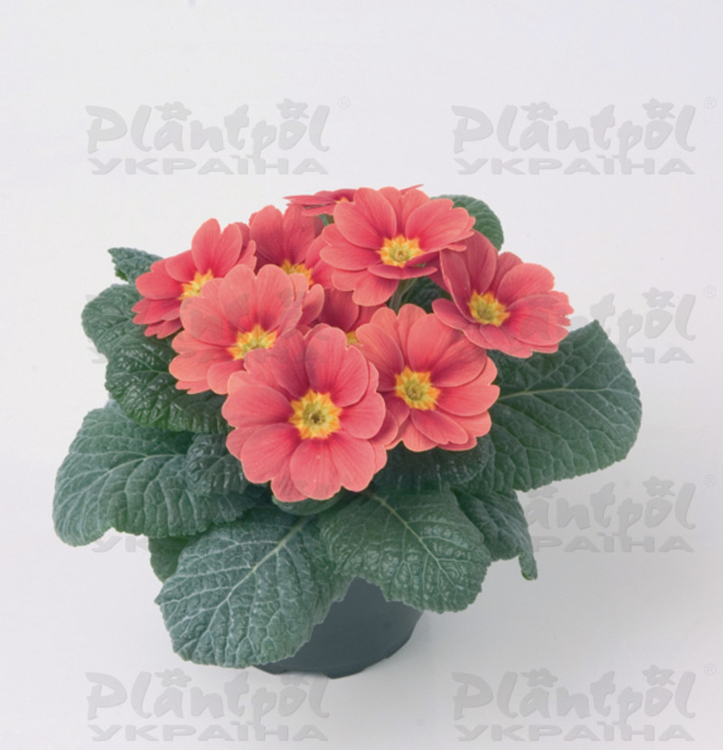 Примула vulgaris Sphinx® F1 Orange Red