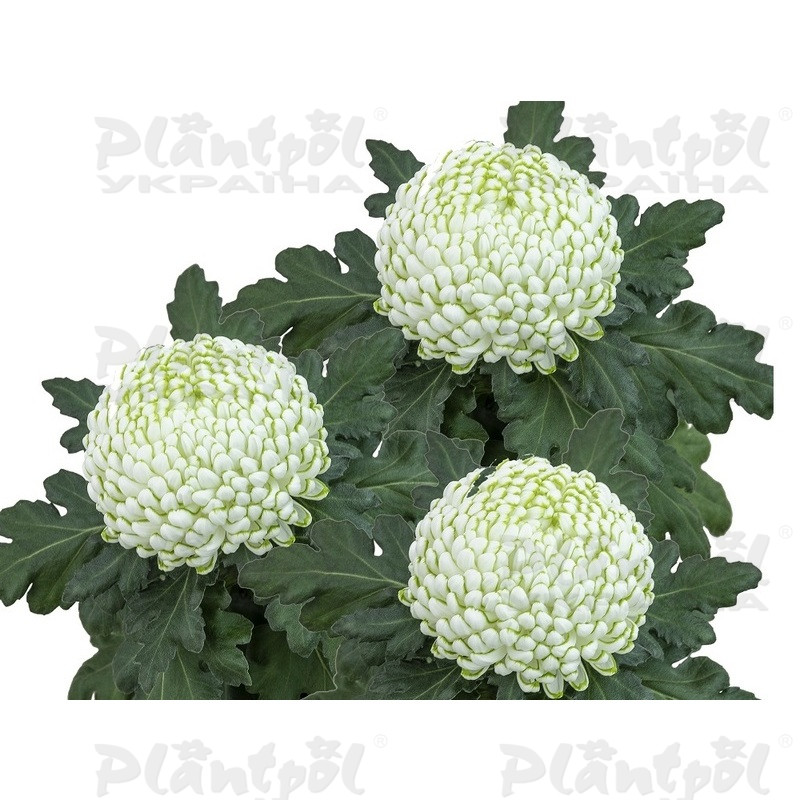 Хризантема великоквіткова горшкова Greenstar