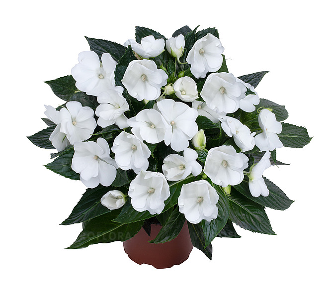 Імпатієнс New Guinea Magnum White