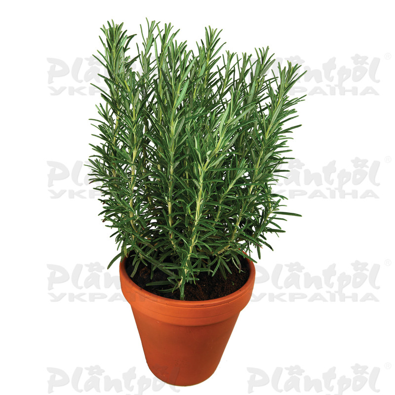 Розмарин Rosi Green