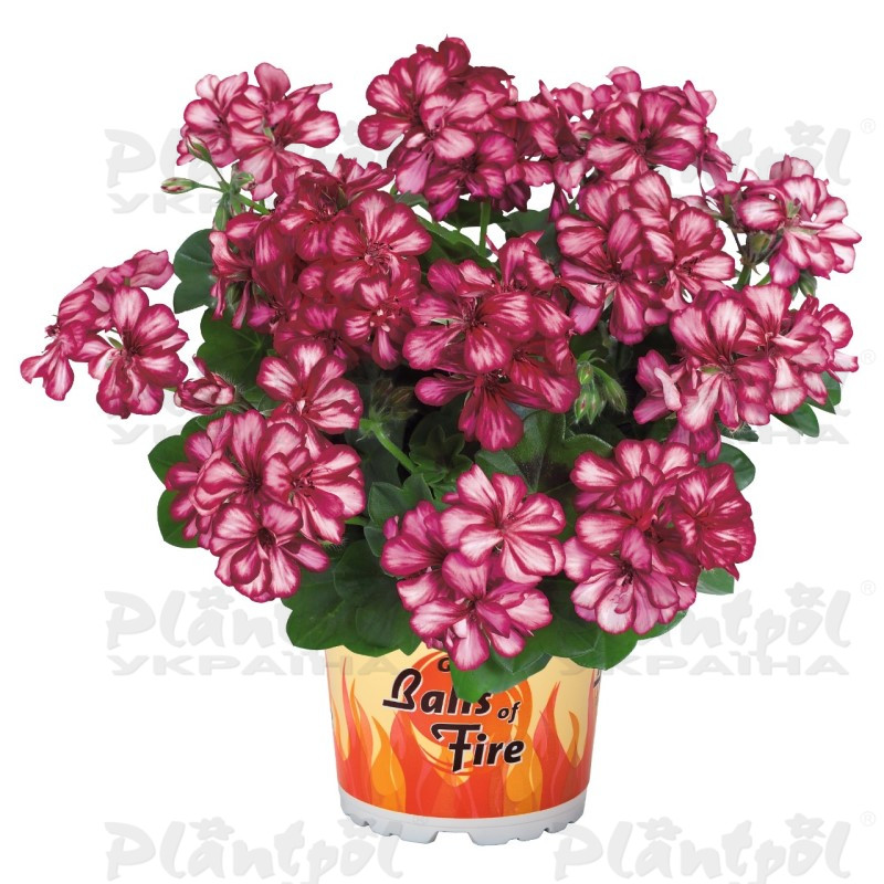 Пеларгонія ампельна Great Balls of Fire Burgundy Blaze