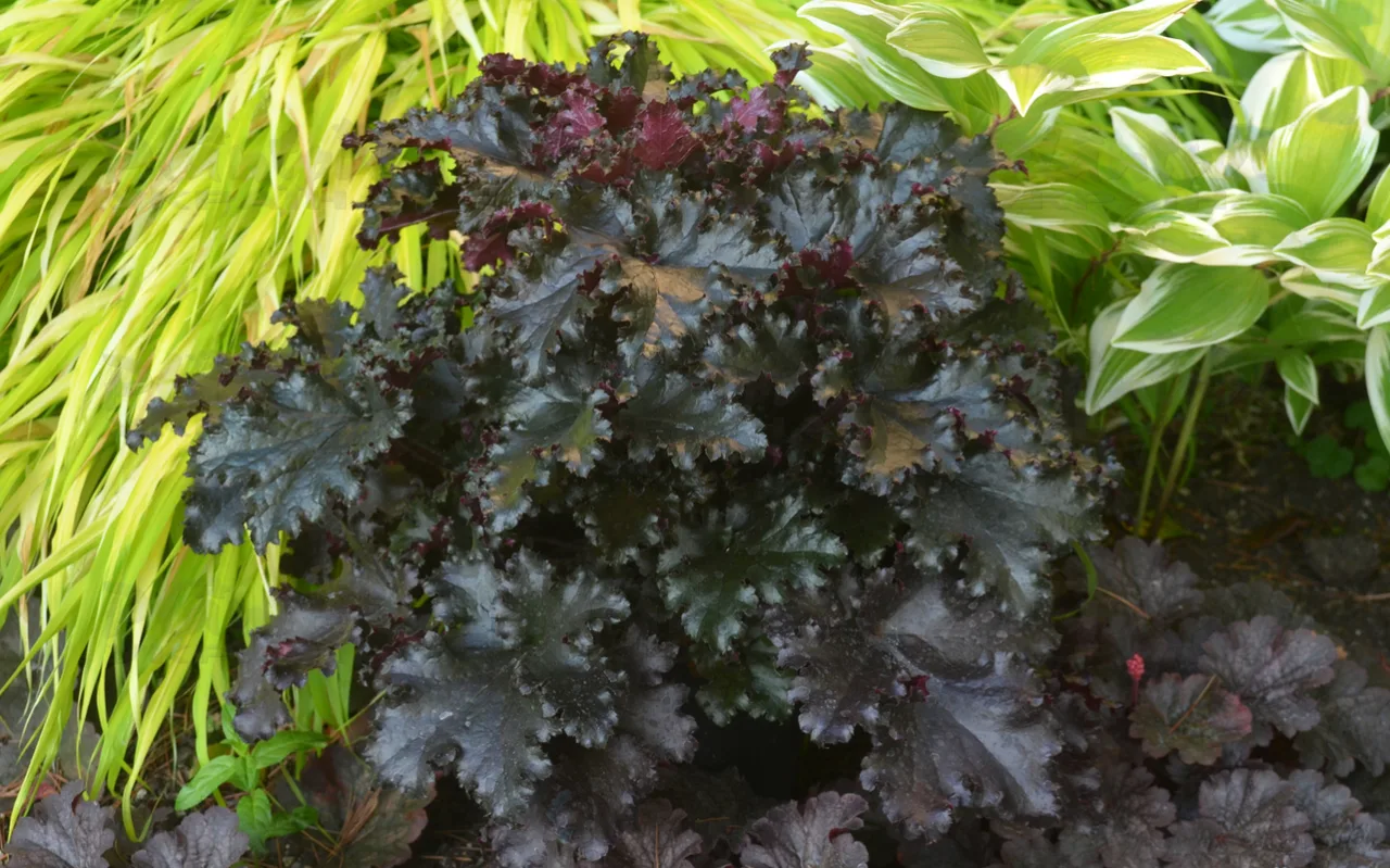 Гейхера Black Taffeta (Vitroflora)