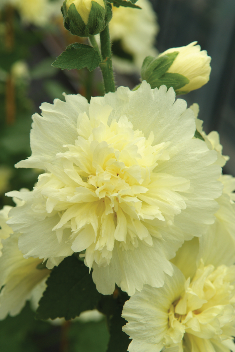 Мальва Spring Celebrities™ Lemon (Florensis)