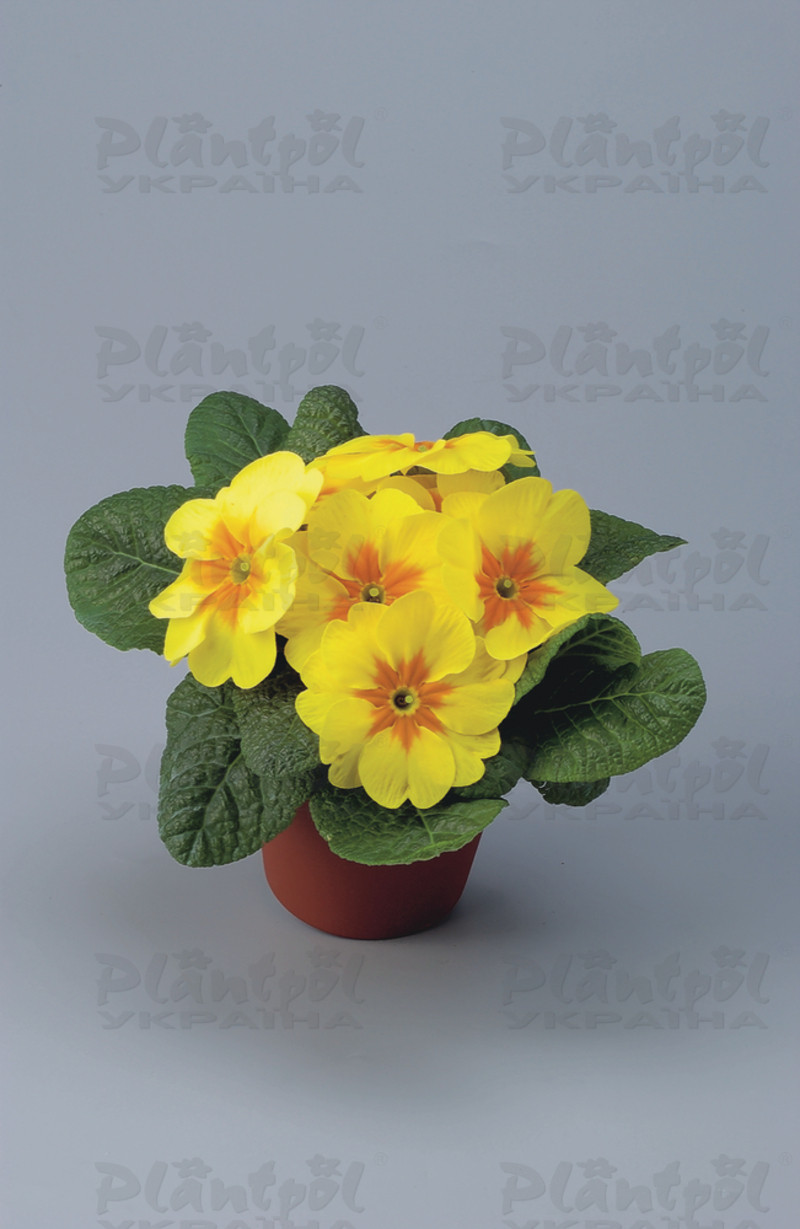 Примула vulgaris Unistar F1 Yellow