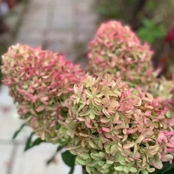 Фото 3