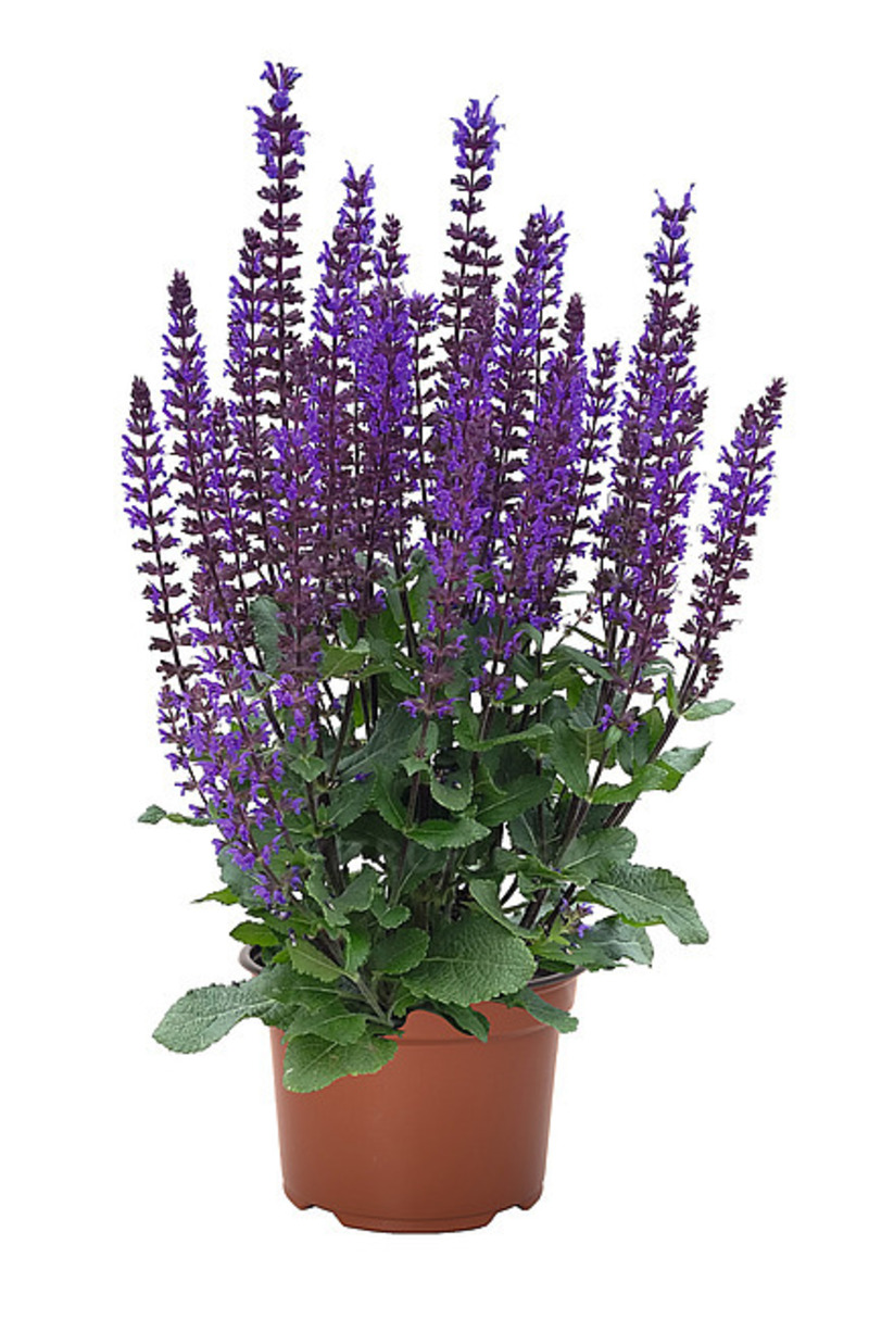 Шавлія nemorosa Midnight Purple (Vitroflora)