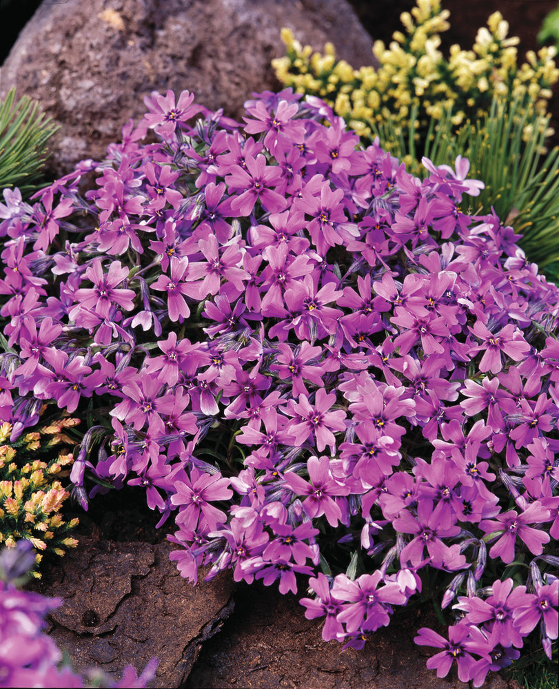 Флокс subulata Samson (Florensis)