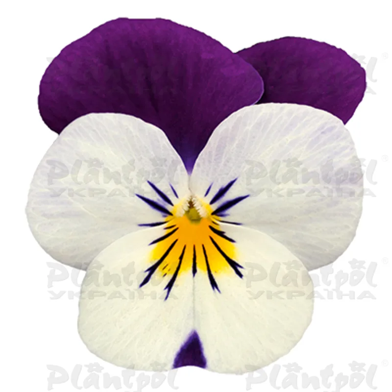 Віола cornuta EVO Mini F1/Sorbet XP F1 White Purple Jump Up