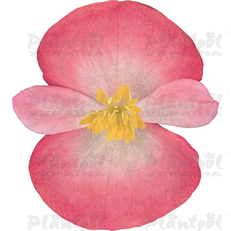 Бегонія Semperflorens Quick F1 Bicolour