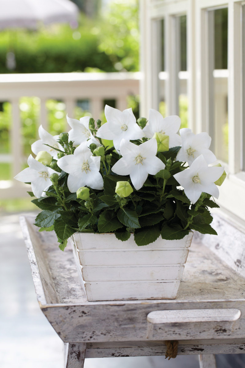 Платикодон grandiflorus Astra F1 White (180 палета/Florensis)