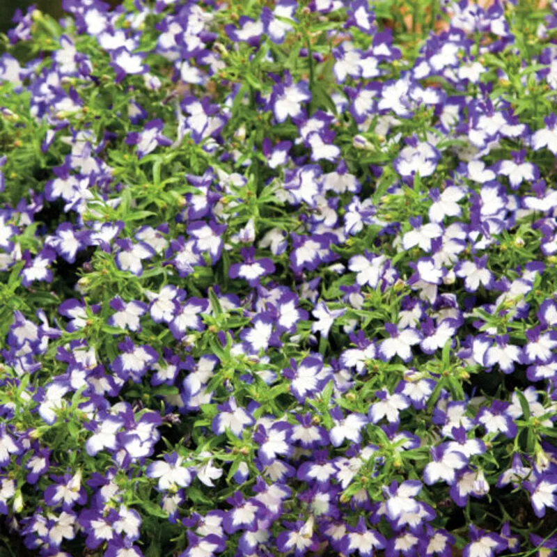 Фото 1