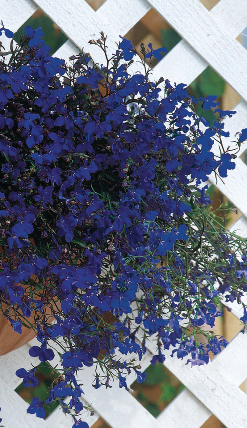 Лобелія erinus pendula Regatta Midnight Blue (510 палета/Florensis)