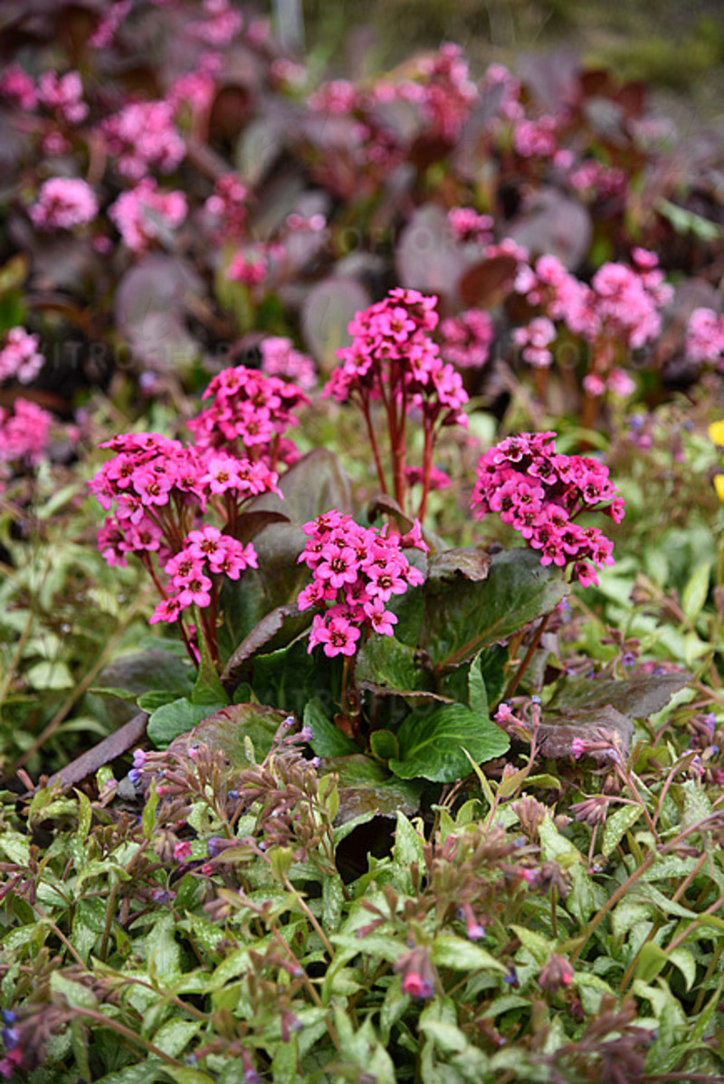 Бергенія Vintage Pink (Vitroflora)