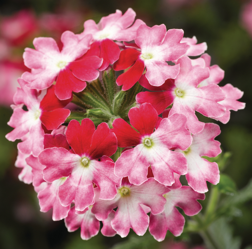 Вербена hybrida Obsession® Twister Red (510 палета/Florensis)