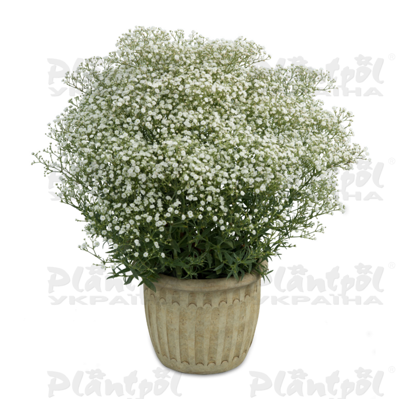Гіпсофіла Festival White Flare (Plantpol)