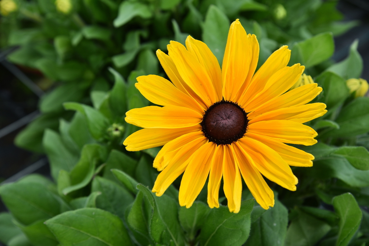 Рудбекія Sunbeckia Maya (Vitroflora)