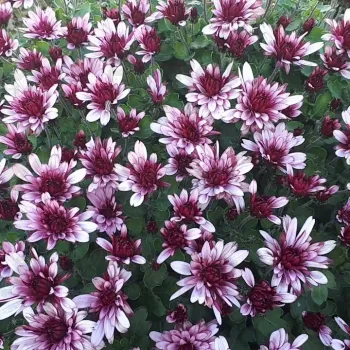 Фото 2