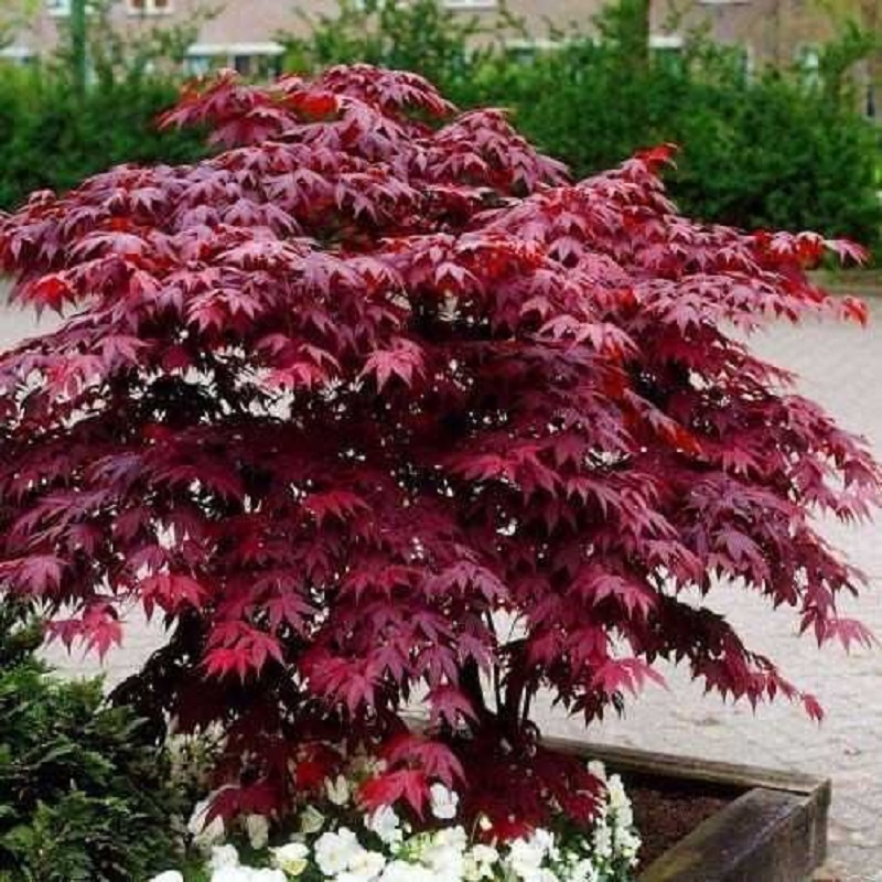 Клен японський Atropurpureum