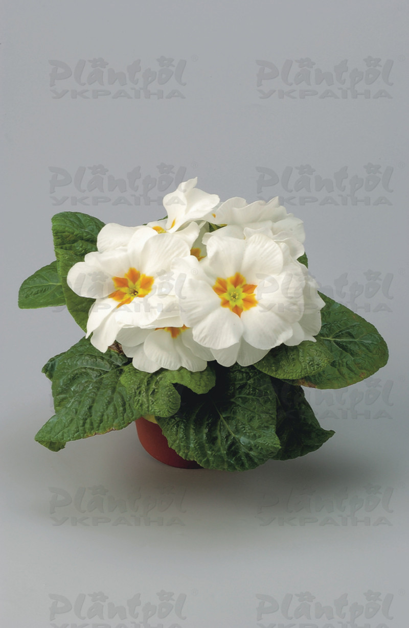 Примула vulgaris Unistar F1 White Orange Eye