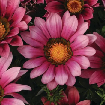 ГАЗАНІЯ/GAZANIA