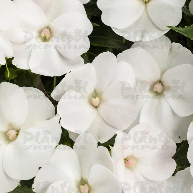 Фото 3