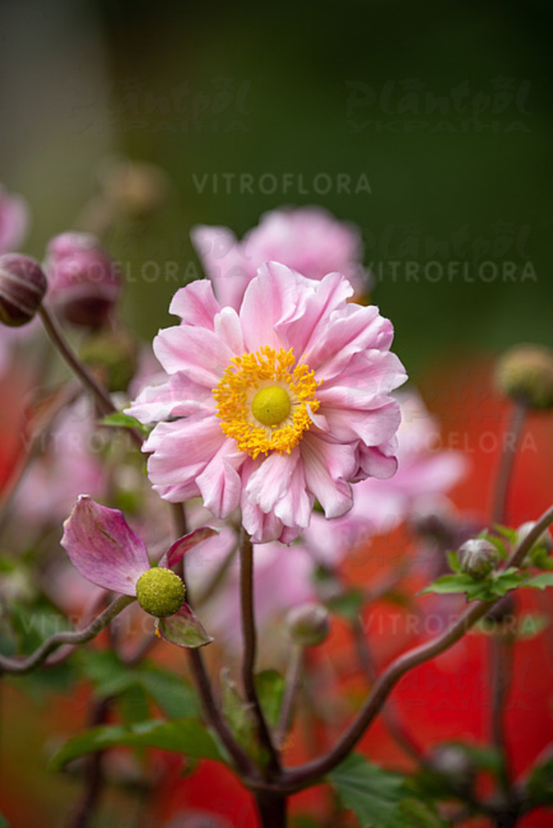 Анемона Garden Breeze Whirlwind Pink (Vitroflora)