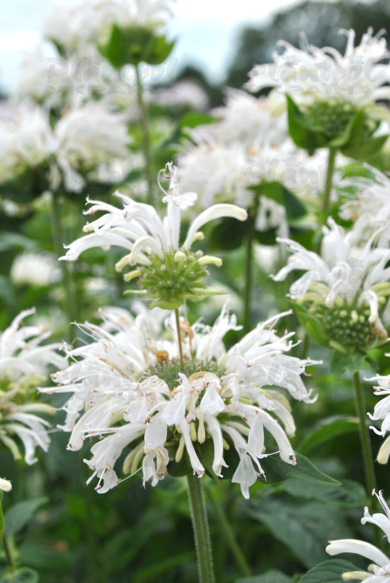 Монарда Bee-Bright (Vitroflora)