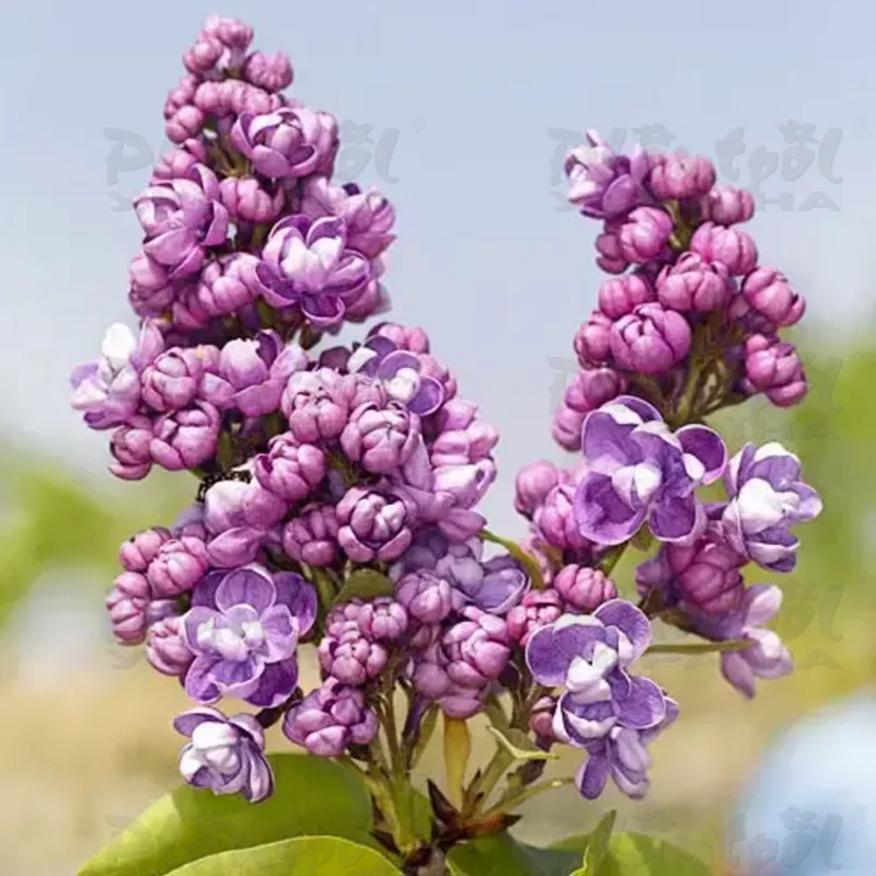 Бузок vulgaris Glory of Ukraine
