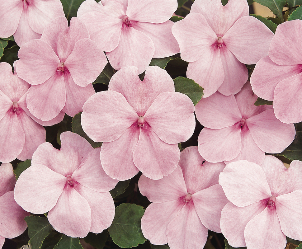 Імпатієнс walleriana DeZire Pink (510 палета/Florensis)