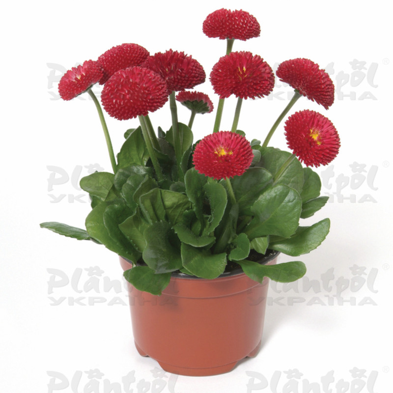 Стокротки bellis perennis Bellissima Red (288 палета)