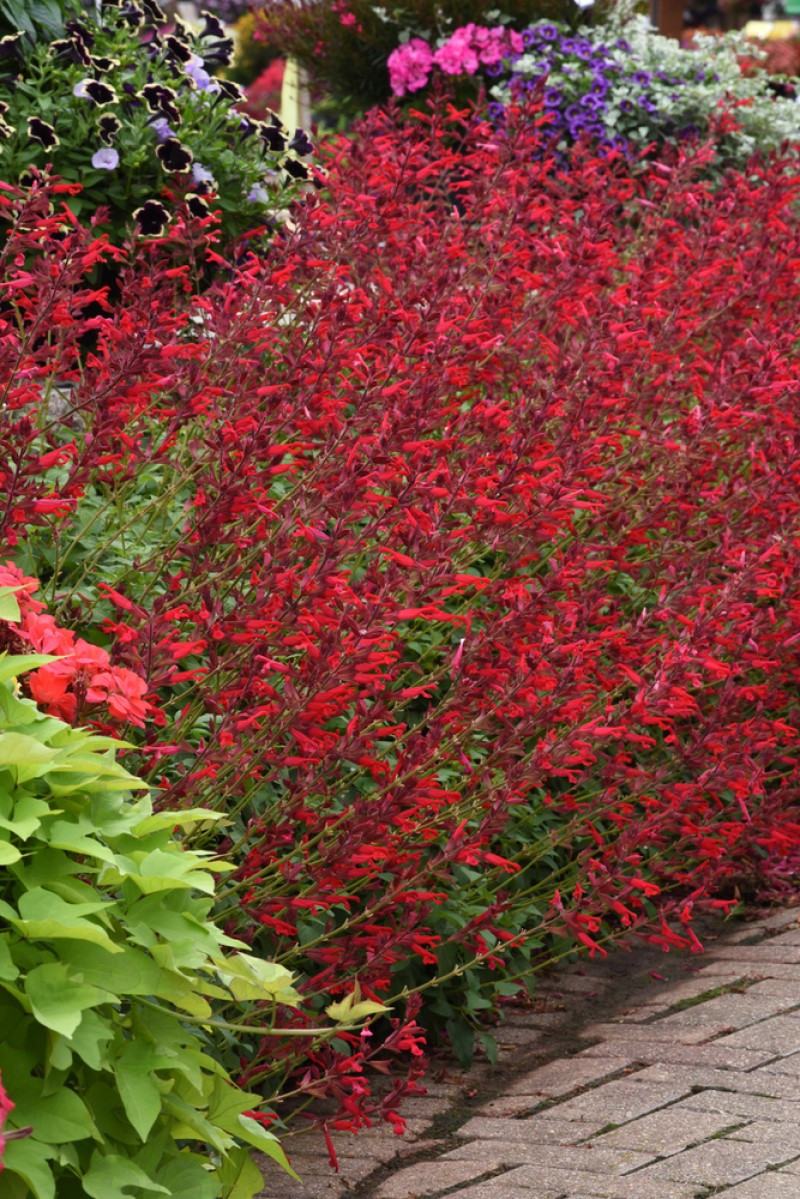 Сальвія Roman Red (84 палета/Florensis)