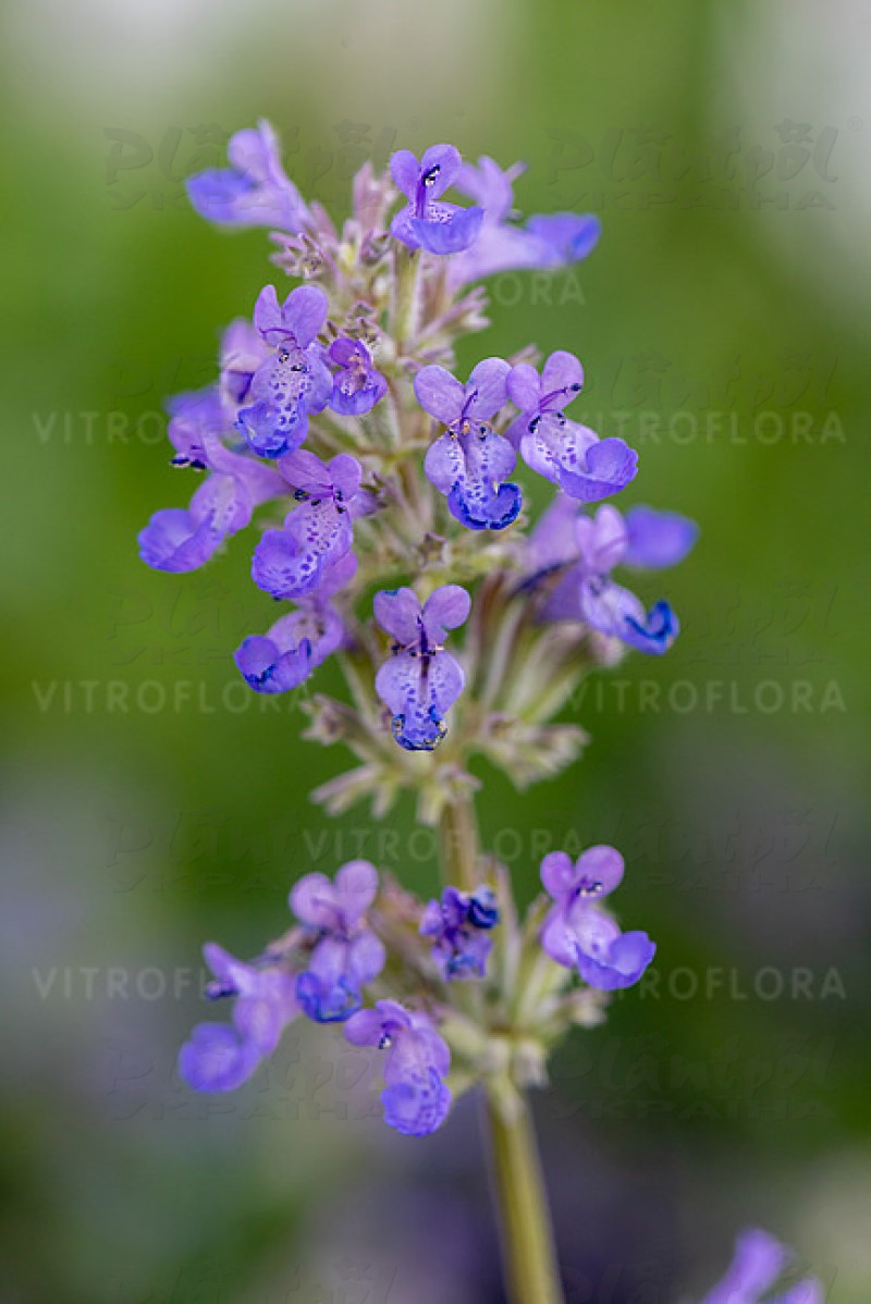 Непета Grol (Vitroflora)